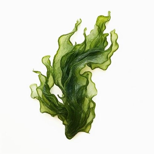 SEAWEED POWDER | 100% Natural