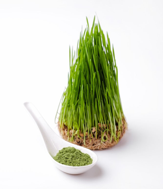 WHEAT GRASS POWDER | 100% Natural