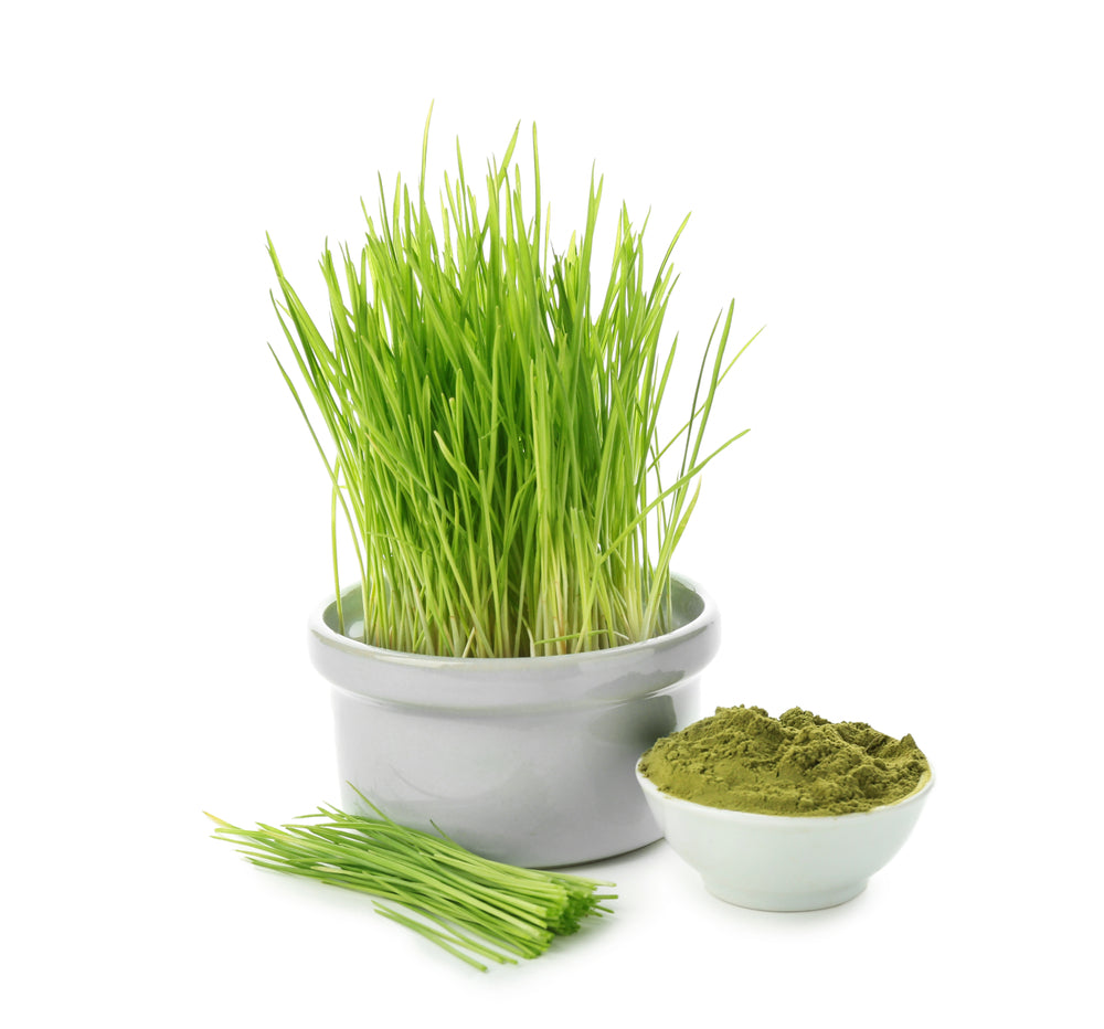 BARLEY GRASS POWDER | 100% Natural